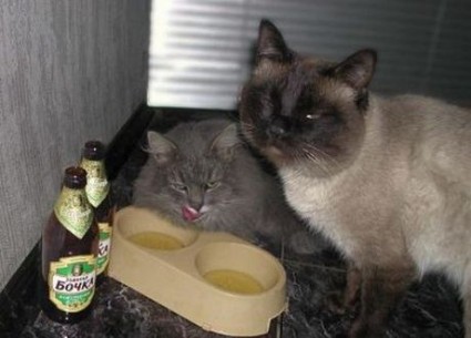 I know I'm gonna be, I'm gonna be the cat who gets drunk next to you