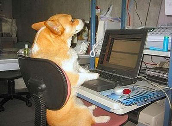 Un can en un ordenador